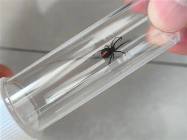 来源成迷 驻日美军基地发现大量毒蜘蛛:含剧毒黑寡妇