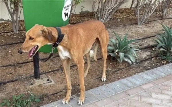 外国人仓促离境 迪拜出现严重宠物遗弃潮：安乐死咨询量激增